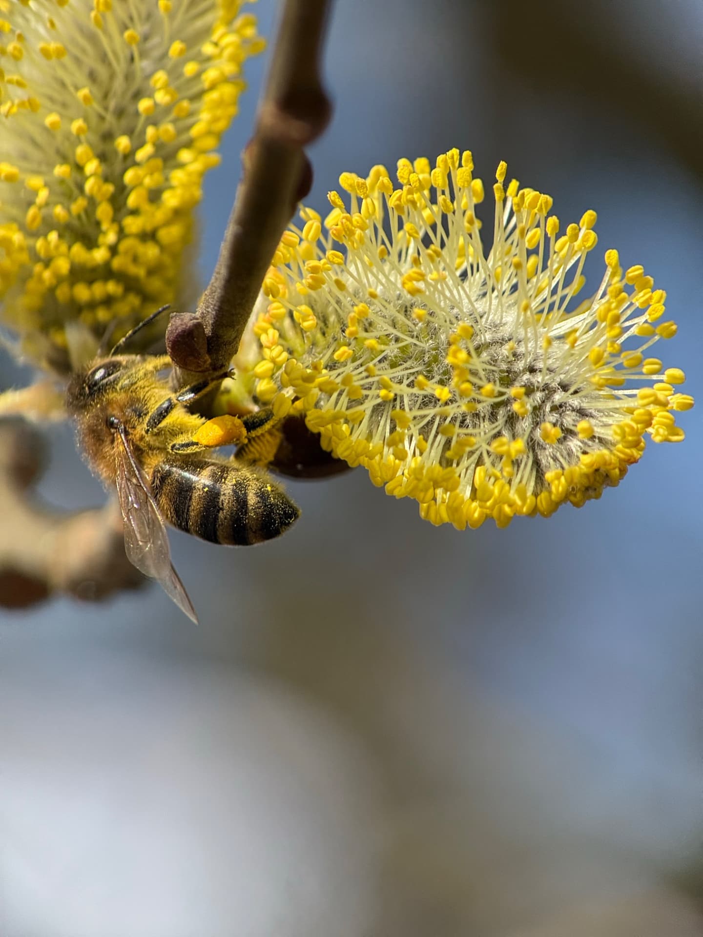 Probuzení života: Reeflex makro